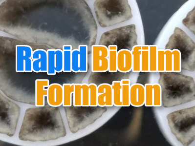 MBBR Rapid Biofilm Formation Technical Guide