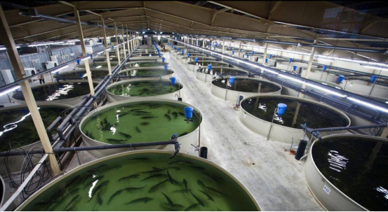 aquaculture fish ponds