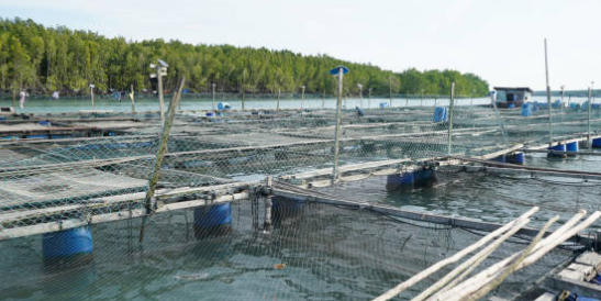 land-based RAS mbbr system