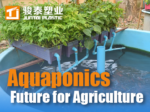The Greatest Benefit of Aquaponics: A Sustainable Future for Agriculture
