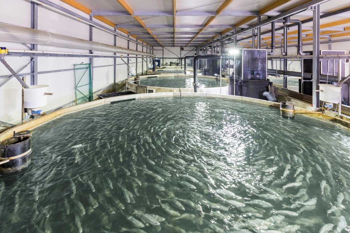 Recirculating-Aquaculture-System