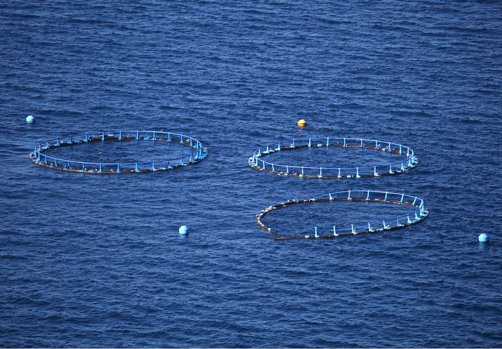 High-Density-Shrimp-Farm-in-Vietnam