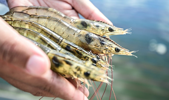  Indonesian Shrimp Super-Intensive RAS