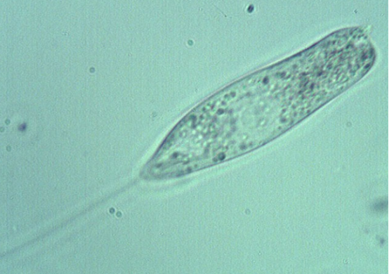 common indicator organisms