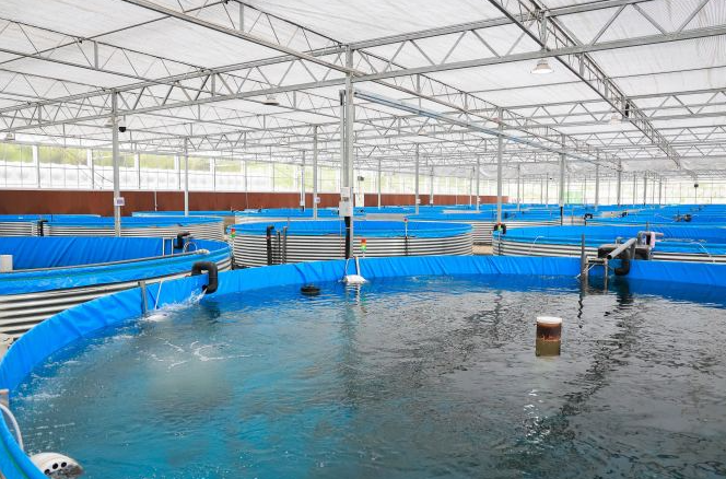 aquaculture mbbr system